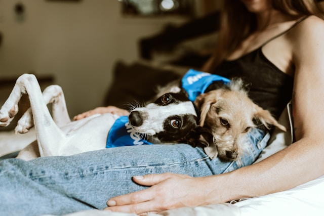 Chiens en appartement