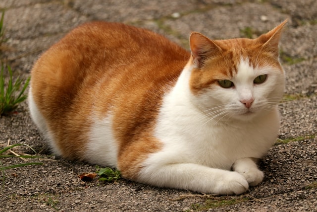 Assurance animaux