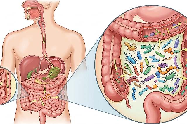 Microbiote et digestion